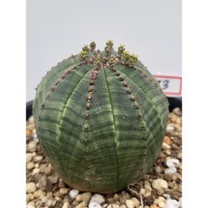 [가람다육] 오베사 실생, 1개, 173