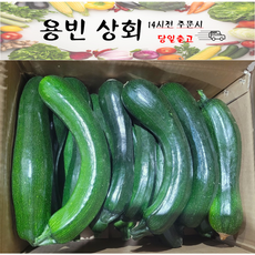 ( 용빈 상회) 국내산 쥬키니호박 주키니호박 돼지호박 못난이호박 상등급, 1박스, 10kg내외