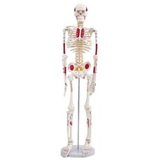 해골 모형 두개골 전신 뼈 85 45 85cm 해부학 컬러 해부 머리 병원 교육 머리뼈, C. 85cm 골격/심장 혈관 신경