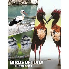 (영문도서) Birds of Italy Photo Book: Explore Italy's Avian Wonders Through A Stunning Col... Paperback, Independently Published, English, 9798303110212