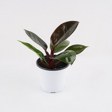 갑조네 레드콩고 소품 필로덴드론 썬레드 키우기 쉬운 식물 거실 화분 반려 인테리어, 1개