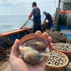 여수 새조개 선주직판 손질 당일조업 해수포장 200g, 1박스, 200g (8~12미) x 3팩