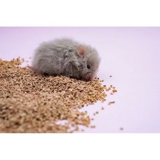 【3隻貓】勞叔粒賀軟木粒 倉鼠墊料 軟木粒墊料 倉鼠造景墊料 木粒墊料, 1個, 小顆粒500g, 500g