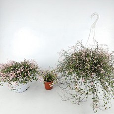 아비가든 핑크트리안+받침세트 3사이즈 핑크브리즈 공기정화 키우기쉬운식물, 1개, 소품+받침