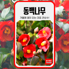 동백 나무 씨앗 20립 가람원 종자 모종 텃밭 씨 주말농장 작물 동백꽃, 1개