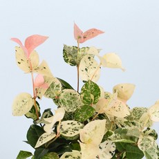 마이플랜트 초설 마삭줄 세척 모종 소형 수경재배식물, 1개