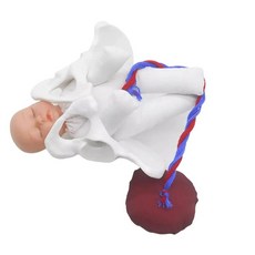 탯줄 태반 교육 해부학 모델 출산 시연 골반 모델과 여성, With Placenta