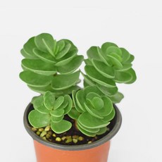 마이플랜트 녹비단 은행목 다육식물, 1개, 단일