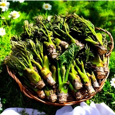 [만족도1위] 최상급원물 국내산 참두릅, 1박스, 140g