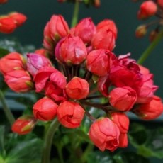 코니 튤립형제라늄 꽃지게농장 꽃대 키우기 화분, 1개, 20CM이상 중품