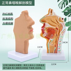 비강 해부학 모델 코 내부 인후 모형 교육용 표본 의학 교구, C형
