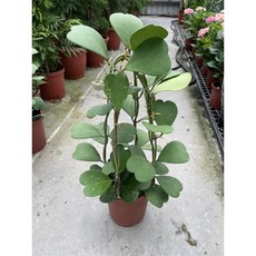 霏霏園藝 毬蘭盆栽 心葉毬蘭, 1個