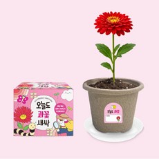 오늘도새싹 식물키우기 과꽃 미니화분