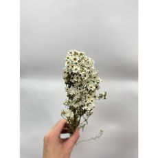 義大利進口乾燥法國白梅-原裝白 粉 藍 單支 乾燥花 永生花, 原色白