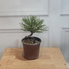 소나무 분재 추위에 강한 미니 해송 기본 포트, 1개