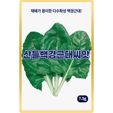 산들 백경 근대씨앗 7.5g 내병성 다수확성 백색 근대씨 종자, 1개
