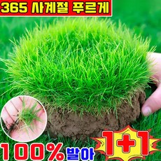 잔디 씨앗 천연 잔디 사계절 잔디 씨앗 7일 발아 잔디 씨앗 꽃잔디 씨앗 상록잔디 프리미엄 잔디 씨앗 기타 꽃 씨앗 런덤 증정, 2개, 501g