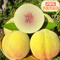 [프리미엄] 고당도 겨울복숭아 농장직송, 1개, 겨울복숭아 500g