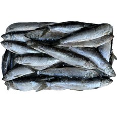 힘찬푸드 국내산 청어 60마리전후 구이용 꽁치대용, 1박스, 12kg