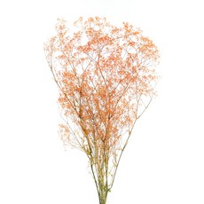 [데코몰] 프리저브드 플라워 슈퍼 소프트 안개, 오렌지 그린