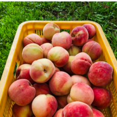 25년 첫 수확 복숭아 천도 백도 신비 하우스 복숭아, 1개, 신비_소과 1KG