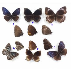 蟲新發現 蝴蝶標本A1，亞洲擬斑蔭蝶組，六種未展翅乾燥標本，昆蟲收藏研究