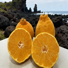 [산지직배송] 한라봉 5kg 제주 선물세트 고당도 당일수확 농장직송 특품 중소과 과일 초특가 1박스 3KG, 1개, 한라봉 2kg