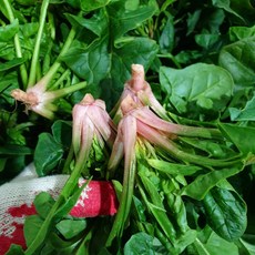 맛꾼 해풍맞은 국내산 노지 남해 보물초 영해초 시금치, 1개, 3kg