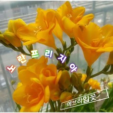 노란프리지아구근10구, 1개