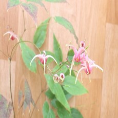 핑크샴페인(삼지구엽초), 1개