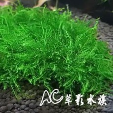 AC草影 淚眼莫絲, 1個, 天賞 MIT水草CO2錠（50粒）