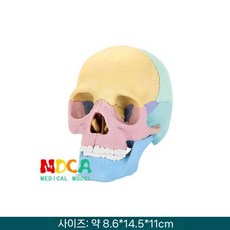 사람 모형도 골격 뼈 해부 두개골 해골 얼굴 해부학 교, 1 2 탈착식 컬러 두개골 17개