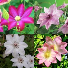 으아리 (클레마티스) 7종 씨앗 선택구매, 1개