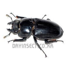 살아있는 왕사슴벌레 성충 암컷 키우기, 39~41mm, 1개