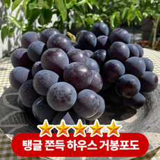 당도선별 최고당도 김천 하우스 거봉 포도, 1박스, 2KG