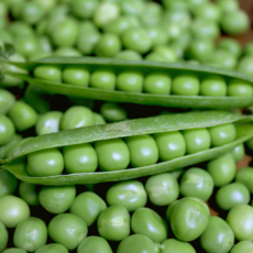 [한정특가] 농장직송 청정재배 국산100% 햇 완두콩, 1개, 1kg