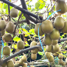 제주 레드키위 비타민C 식이섬유 부드럽고 달콤한과일 산지직송, 1세트, 4.5kg대과[70-90g 내외]