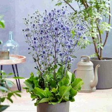 [큐가든] 에린지움 뿌리 숙근 유럽 직수입 플라눔 여름꽃 노지월 구근 에린기움 다년초, 1개