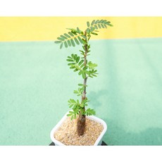 세나 메리디오날리스 롱타입 중묘 동일품-260528 아프리카식물 코덱스 멸종위기 희귀선인장