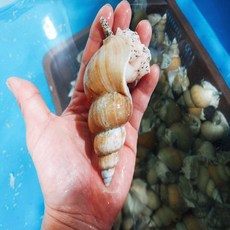 포항 연안 활 백고동 백골뱅이 1kg, 1kg (소)