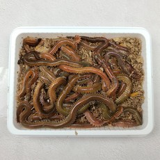 피싱웨이브 갯지렁이 100g 200g 싱싱한 청개비 바다낚시 미끼 생물, 120g, 1개