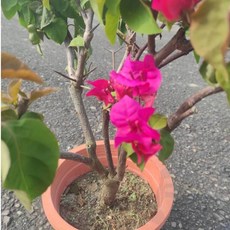 九重葛/三角梅盆栽 鮮豔色系 含盆植栽 美化居家, 8吋盆（3-5年粗根）/只能物流配送