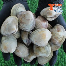 제철 백상합 백생합 백합 조개 1kg 산소포장 캠핑 조개구이, 1개