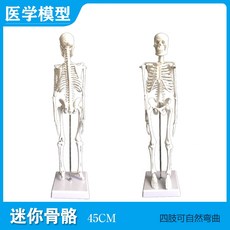 해부학 인체 해골 골격 모형 전신 관절 두개골 인대, 1세트, A.45cm 미니 해골