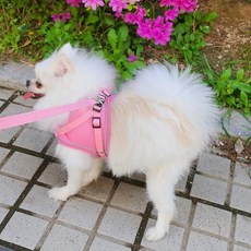 뚜까닷컴 강아지 반려동물 네온 D 뚜까 하네스 가슴줄/하네스, 오렌지색, 1개