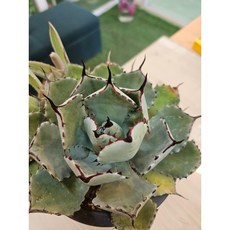 팅커벨 뇌신12cm