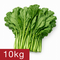 [여수시골농장] 당일제조 국내산 생갓 여수돌산생갓, 1개, 10kg