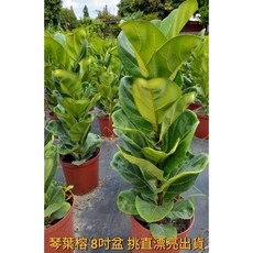 霏霏園藝 琴葉榕 8吋盆栽 - 室內綠植盆栽 美化居家環境 新手易養護, 1個