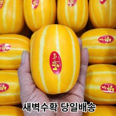 [산지직송 당도선별] 성주 꿀 참외 [혼합/꼬마/중과/대과] 선물용 로얄과 2kg 3kg 5kg 10kg, 1개, 10. 중과 3kg