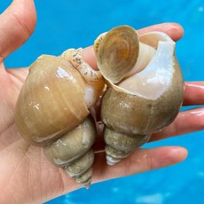 [당일조업] 동해안 자연산 백골뱅이 백고동, 1개, (생물) 소소 1kg (60-70미내외)